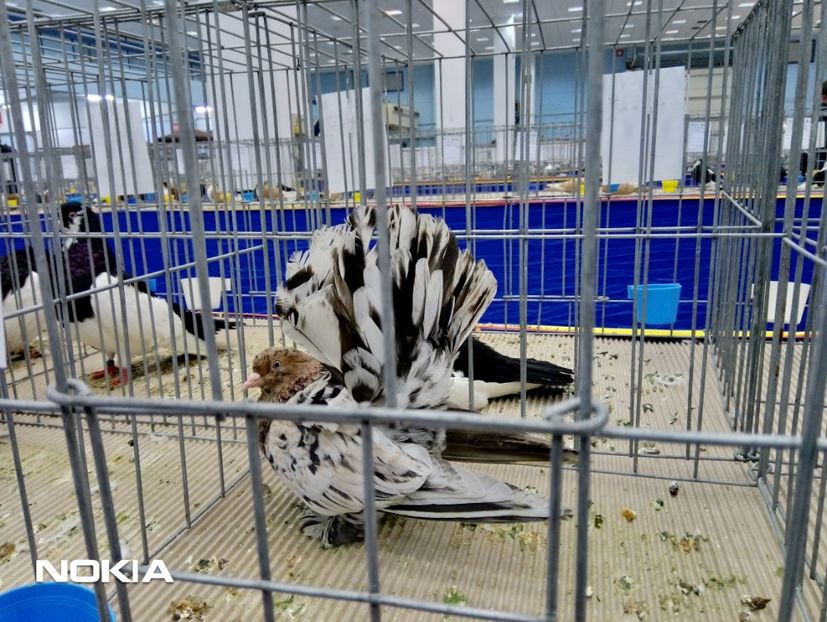  - expo 2019