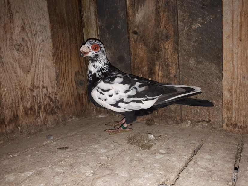 M - I3 _ tineret 2019