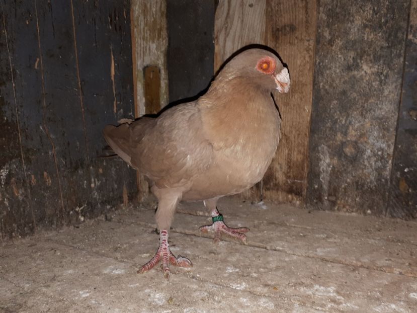 M - I3 _ tineret 2019