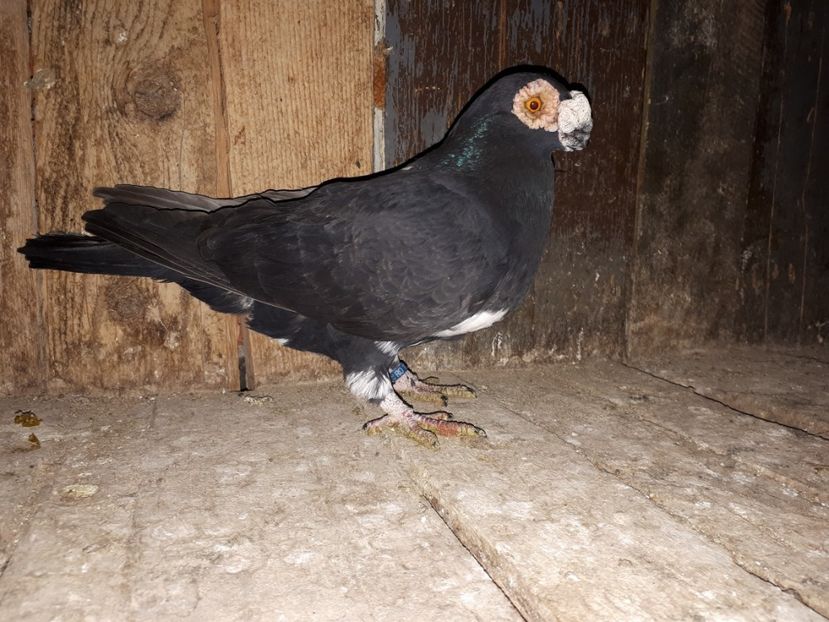 M 2018 - I2 _ carunculați _ noiembrie 2019