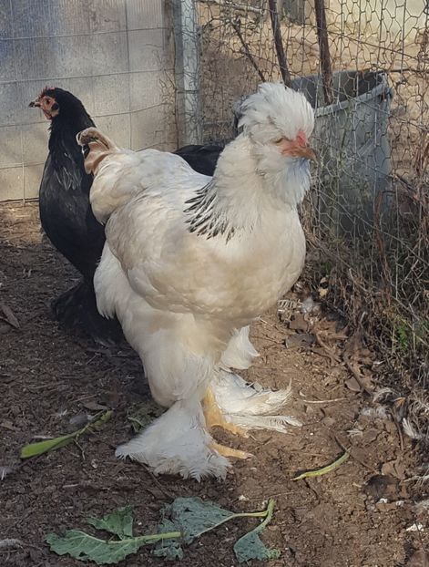  - A- Moțată Românească - 2019-2020