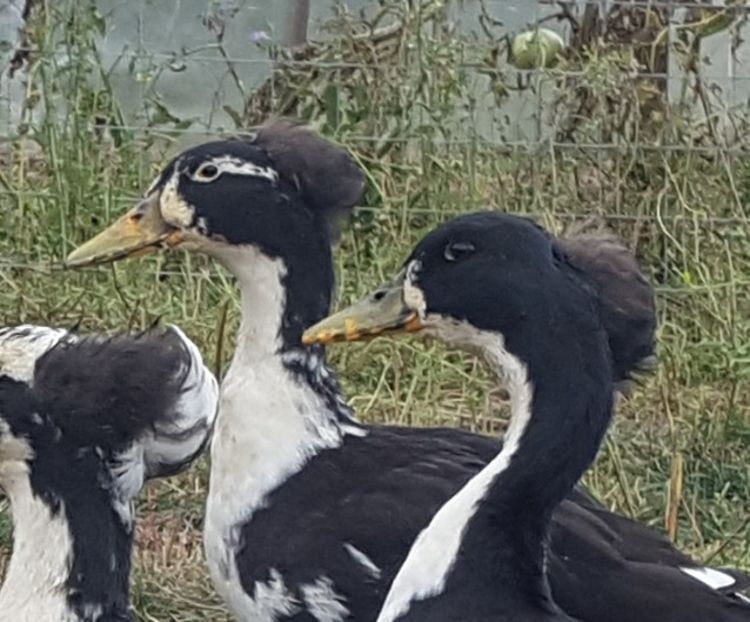  - A- Rațe moțate 2019-2020