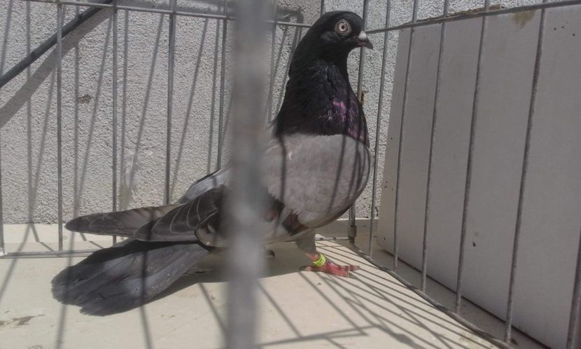 received_526202301524172 - 9-Dungat Romanesc