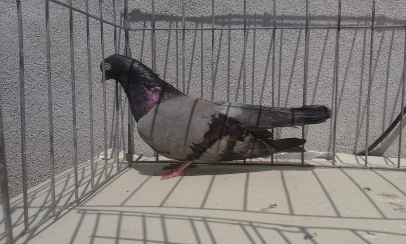 received_1076270429246180 - 9-Dungat Romanesc