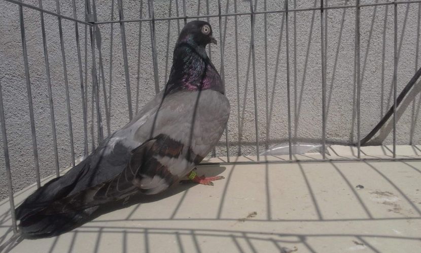 received_2156230591304314 - 9-Dungat Romanesc