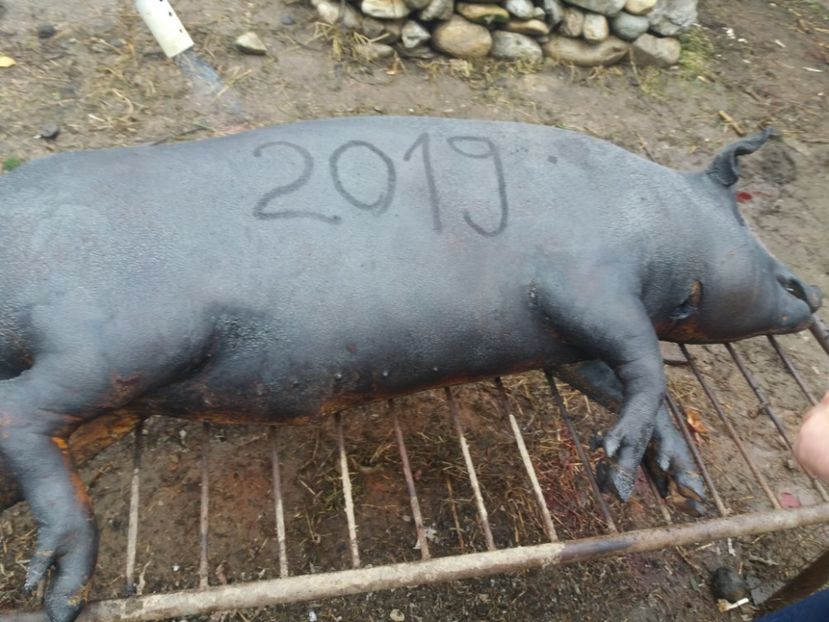 - Tăierea porcului decembrie 2019