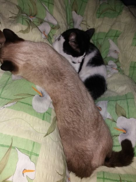  - Pisicii mei decembrie 2019