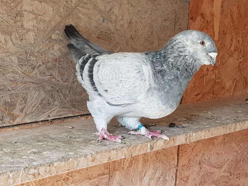 20191006_110124(0) - Masculi 2019