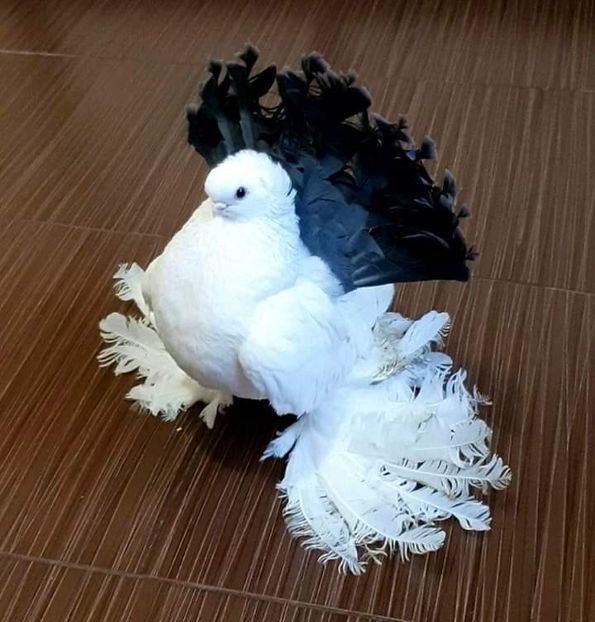 Campion Național România 2019 - Campion Național 2019