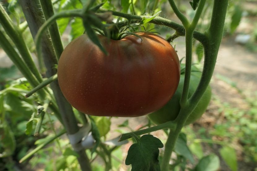 BLACK ELEPHANT (1) - BLACK ELEPHANT