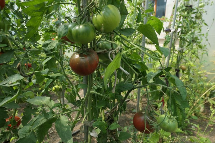 BLACK ELEPHANT (3) - BLACK ELEPHANT