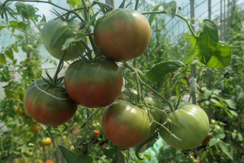 BLACK ELEPHANT (11) - BLACK ELEPHANT