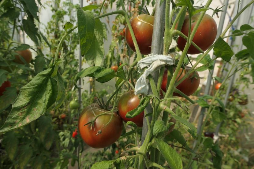 BLACK ELEPHANT (16) - BLACK ELEPHANT