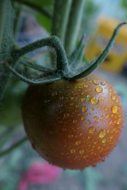 BLACK MAURI (14) - BLACK MAURI