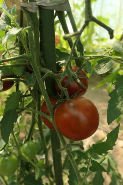 BLACK MAURI (33) - BLACK MAURI