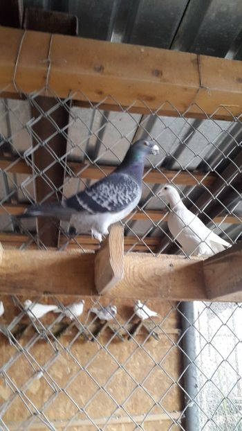 Masc. - porumbei Tg-Jiu-Somanesti