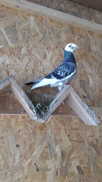 Fem. - porumbei Tg-Jiu-Somanesti