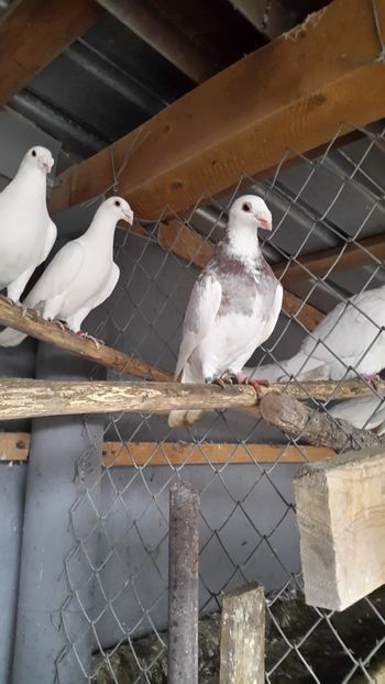  - porumbei Tg-Jiu-Somanesti