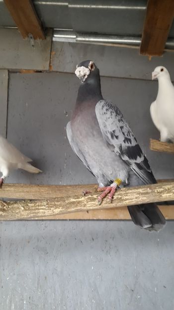 Masc. - porumbei Tg-Jiu-Somanesti