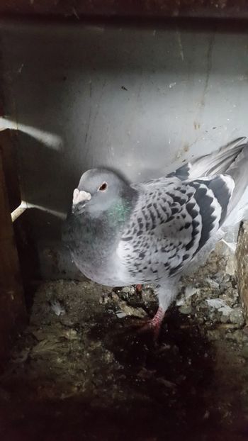  - porumbei Tg-Jiu-Somanesti