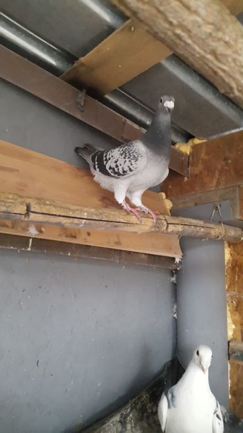  - porumbei Tg-Jiu-Somanesti