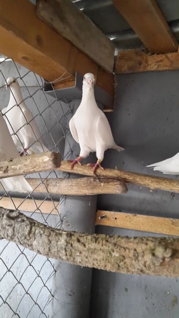  - porumbei Tg-Jiu-Somanesti