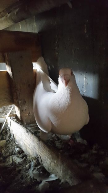 Masc. - porumbei Tg-Jiu-Somanesti