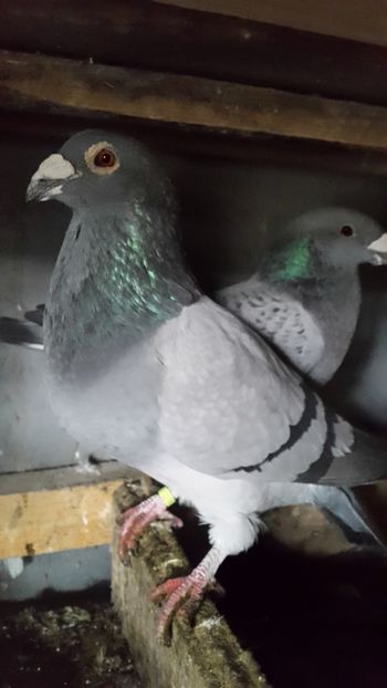 Pereche - porumbei Tg-Jiu-Somanesti