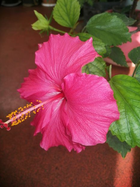  - Hibiscus