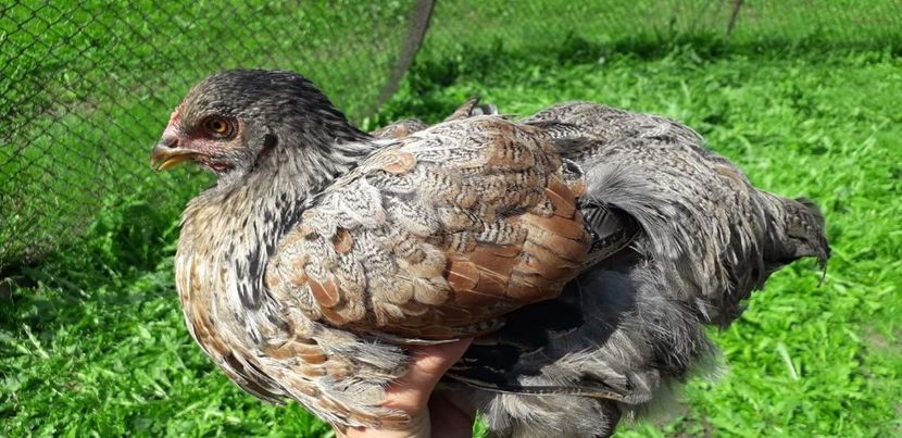 received_477077603126320 - C1 Contact