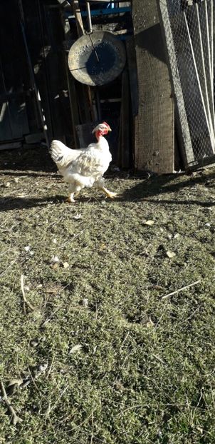  - 01 Găini moțate-bărboase-frezate 2019-2020