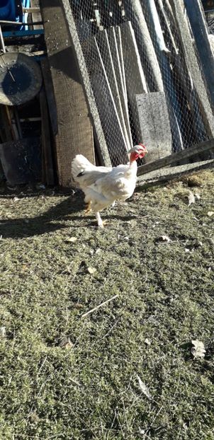 20191215_120236(0) - 01 Găini moțate-bărboase-frezate 2019-2020