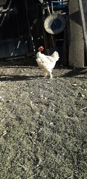 20191215_120233(0) - 01 Găini moțate-bărboase-frezate 2019-2020