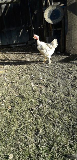  - 01 Găini moțate-bărboase-frezate 2019-2020