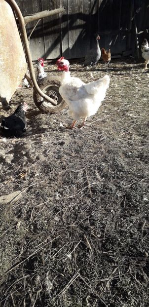  - 01 Găini moțate-bărboase-frezate 2019-2020