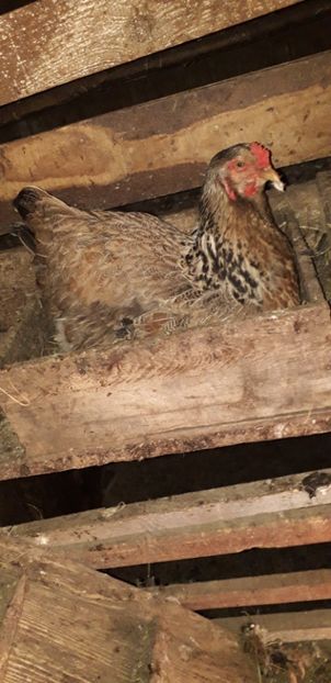  - 01 Găini moțate-bărboase-frezate 2019-2020