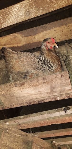  - 01 Găini moțate-bărboase-frezate 2019-2020