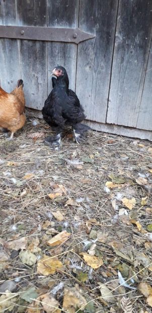 20191215_084430(0) - 01 Găini moțate-bărboase-frezate 2019-2020