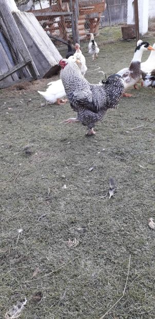  - 01 Găini moțate-bărboase-frezate 2019-2020