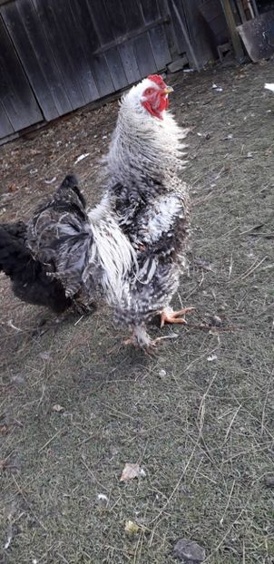  - 01 Găini moțate-bărboase-frezate 2019-2020