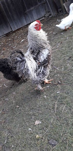  - 01 Găini moțate-bărboase-frezate 2019-2020