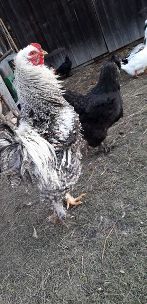  - 01 Găini moțate-bărboase-frezate 2019-2020