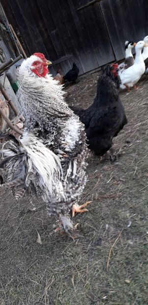  - 01 Găini moțate-bărboase-frezate 2019-2020