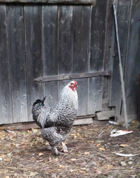 USER_SCOPED_TEMP_DATA_orca-image-1217441157 - 01 Găini moțate-bărboase-frezate 2019-2020