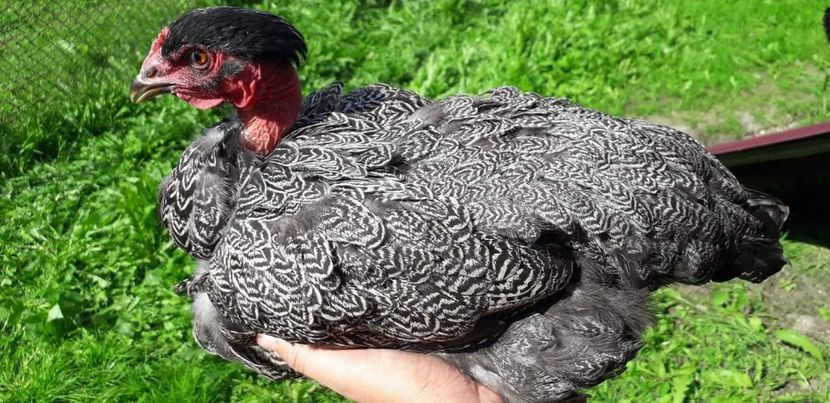 received_509592383161146 - 01 Găini moțate-bărboase-frezate 2019-2020