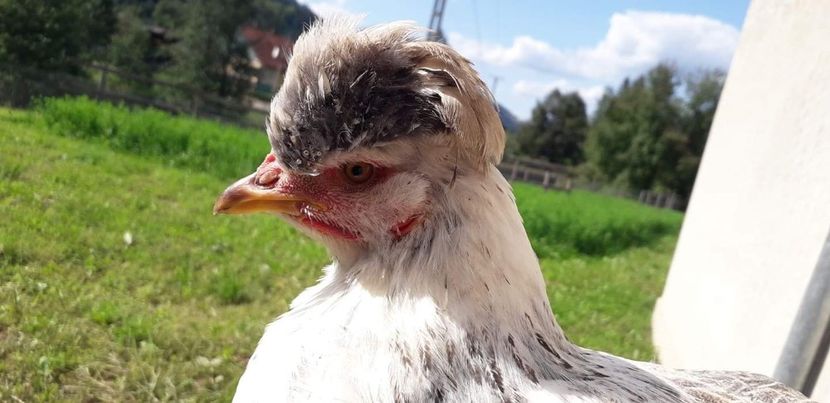 received_372806293659760 - 01 Găini moțate-bărboase-frezate 2019-2020