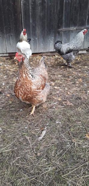 received_441769489852876 - 01 Găini moțate-bărboase-frezate 2019-2020