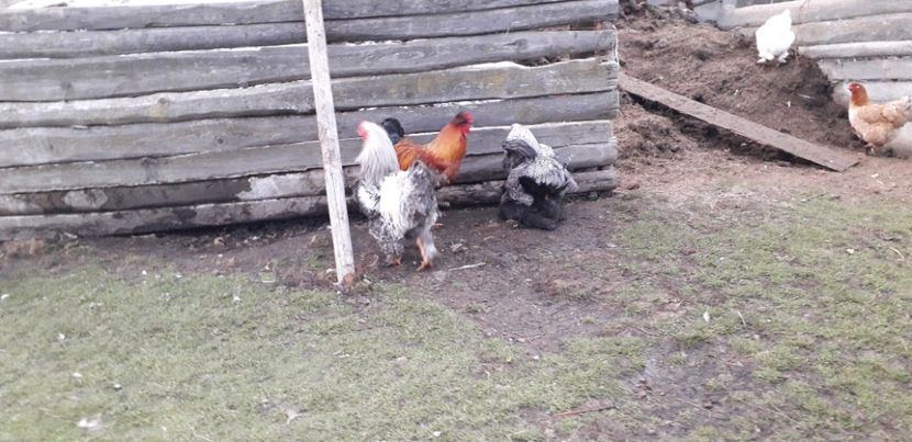  - 01 Găini moțate-bărboase-frezate 2019-2020