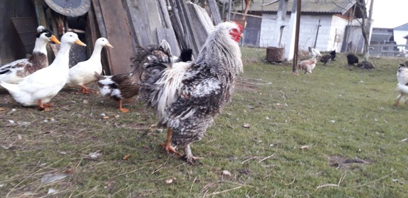  - 01 Găini moțate-bărboase-frezate 2019-2020