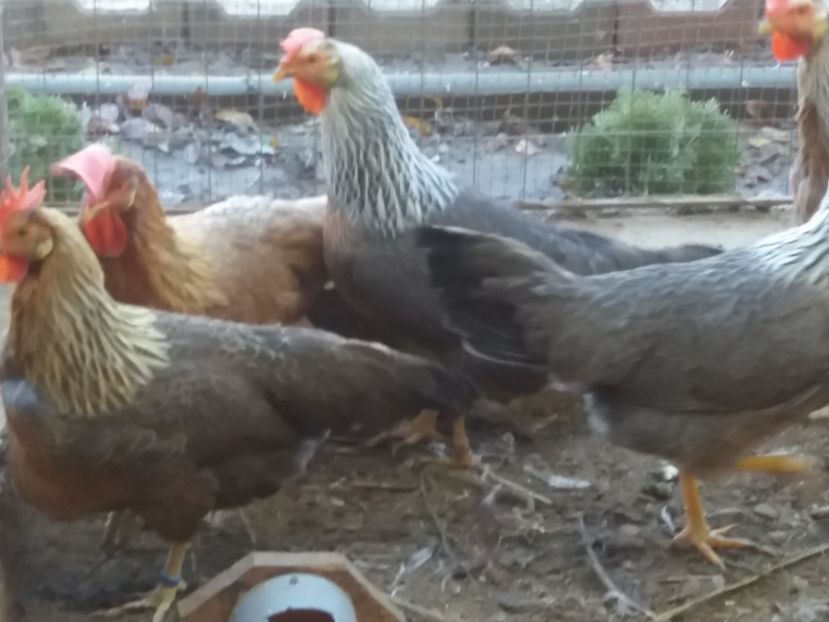  - Găini italiene de vânzare 2019